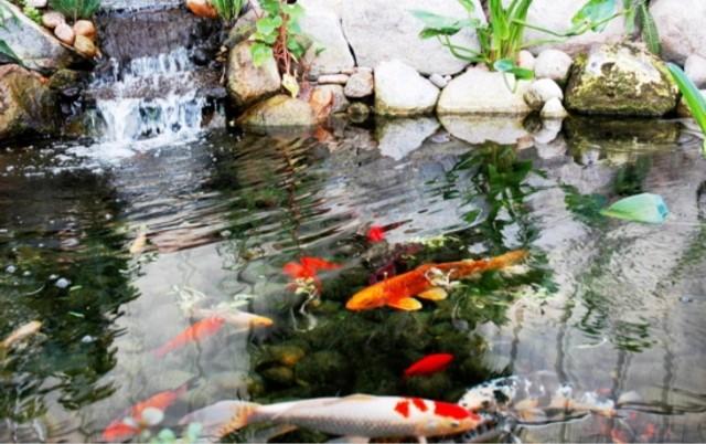 “Quốc Ngư” cá Koi loài cá của sự may mắn và thịnh vượng